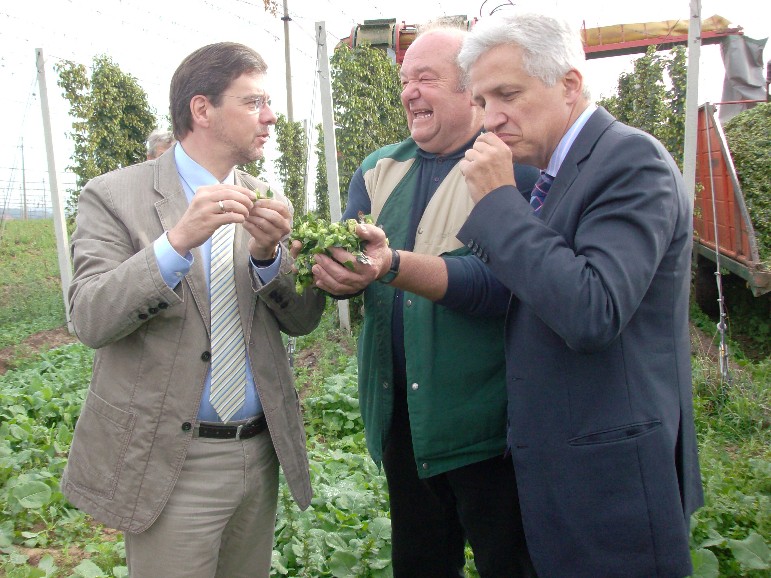 Frank Kupfer, Armin Mbius und Manfred Kolbe bei der erstendiesjhrigen Hopfenernte\